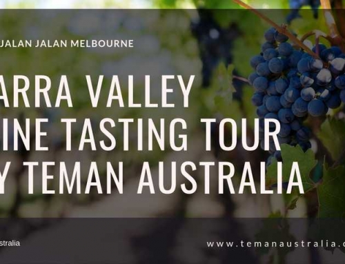 Yarra Valley Wine Tasting Tour